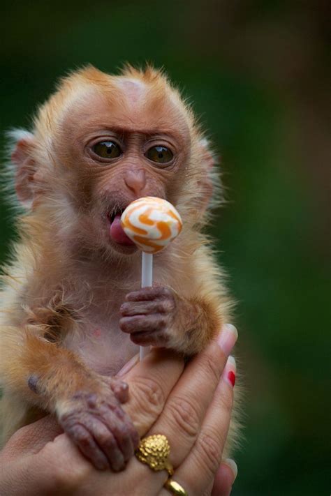 Baby monkey in Dali, Yunnan, China | Cute baby animals, Cute animals, Baby animals