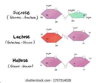 Disaccharide