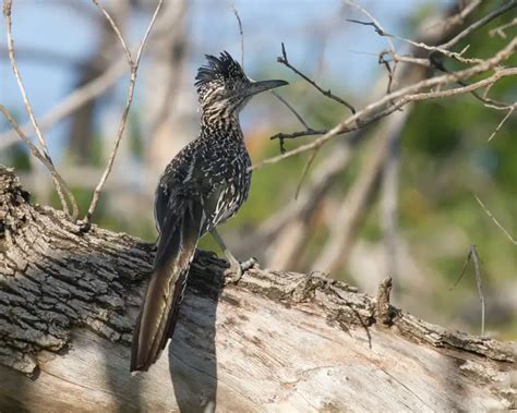 Greater Roadrunner - Facts, Diet, Habitat & Pictures on Animalia.bio