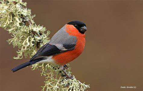 Bullfinch - Alchetron, The Free Social Encyclopedia