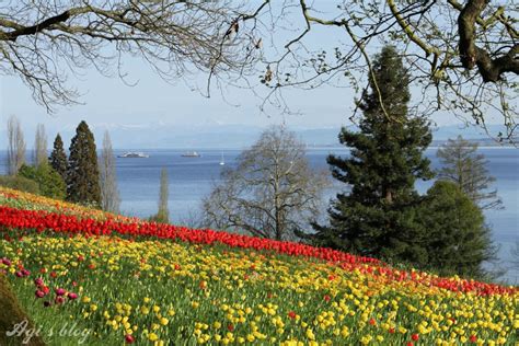 The island of flowers: Mainau Insel | Agnes Domany Photography