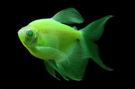 17 Best images about Glofish City on Pinterest | Glow, Fish aquariums ...