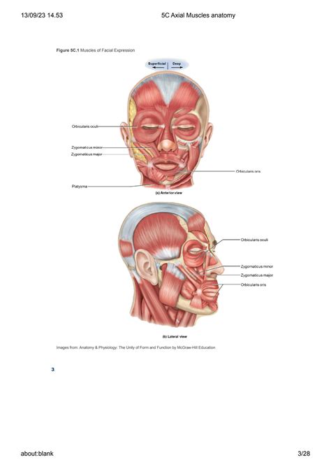 SOLUTION: 5c axial muscles anatomy - Studypool