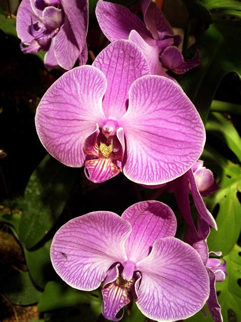 Purple Orchid Flower Petal Free Stock Photo - Public Domain Pictures