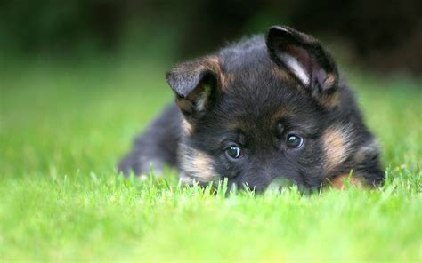 German Shepherd Puppies - Wallpaper, High Definition, High Quality ...