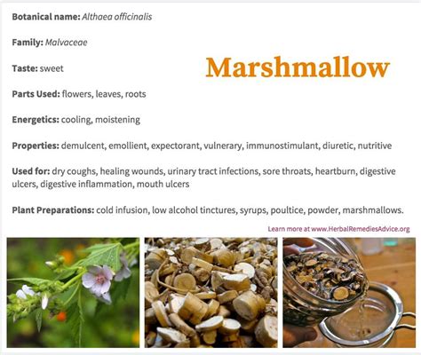 Marshmallow herb is specific for many common ailments, yet has a complexity that renders it ...