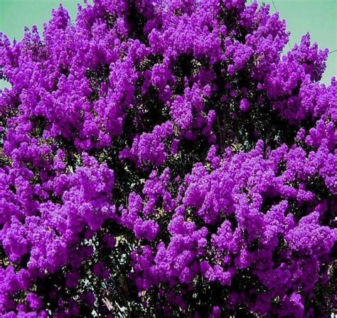 DARK PURPLE CREPE MYRTLE BUSH TREE STARTER PLANT 6" ROOTED CUTTING FLOWERS CRAPE - Walmart.com