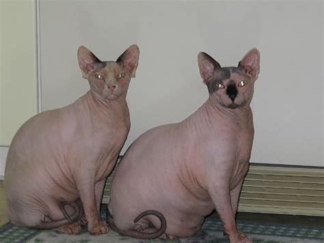 sphynx cats Beau and Jagger | Hairless cat, Cute hairless cat, Fat ...