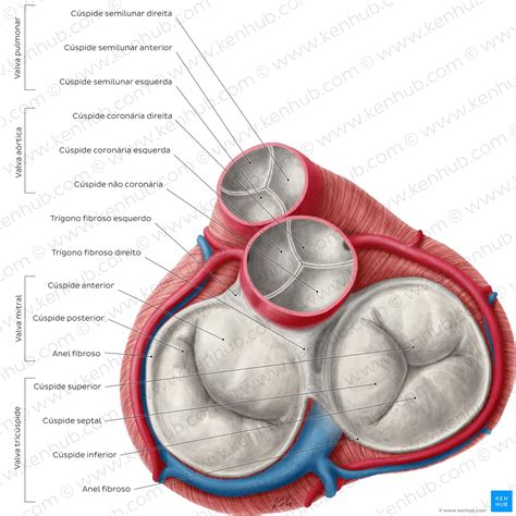 VÁLVULAS CARDÍACAS Anatomia I, 48% OFF