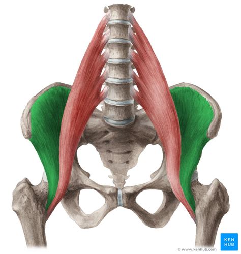 Iliacus: Origin, insertion, innervation, function | Kenhub