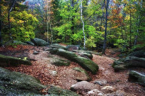 Clearing in Autumn Mountain Forest Photograph by Artur Bogacki - Fine Art America