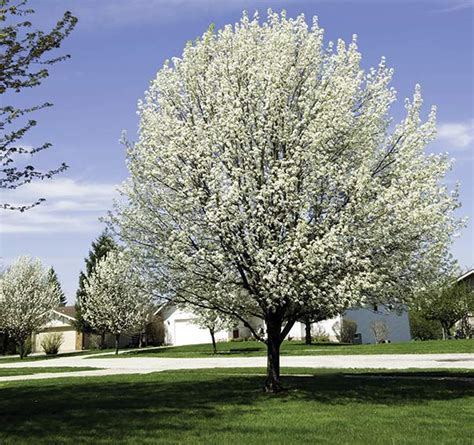 Flowering Pear Tree, 'Cleveland Select' - DeGroot