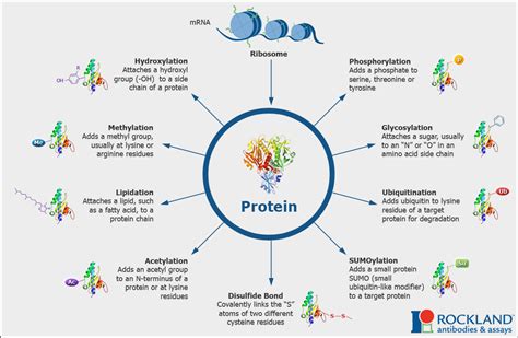 The Tau Post-Translational Modification Puzzle