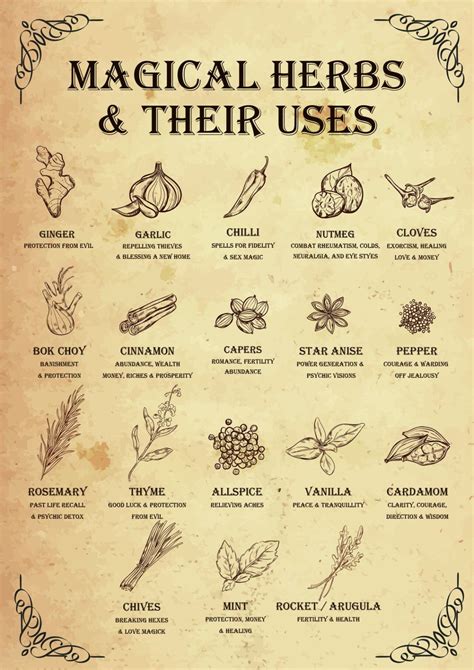 Magical Herbs & Their Uses - Poster - Media Chomp