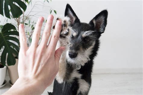 A Guide to Clicker Training Your Dog|