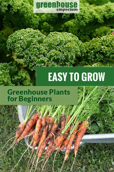 42 Easy To Grow Greenhouse Plants For Beginners | Greenhouse Emporium