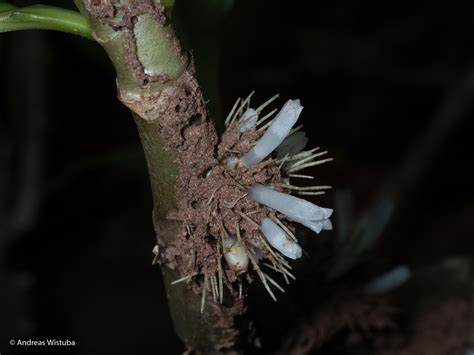 Anthorrhiza recurvispina (Rossel Island, PNG) | Individual clone from seeds - individual ...