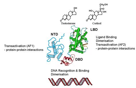 Androgen and glucocorticoid receptor domain organisation. A... | Download Scientific Diagram