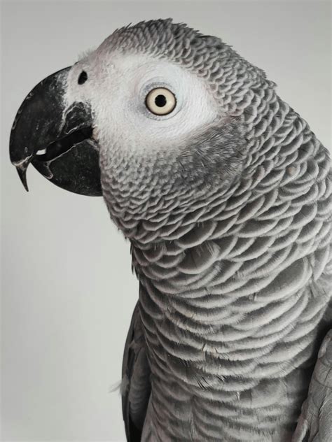 Grey Parrot Photos, Download The BEST Free Grey Parrot Stock Photos ...