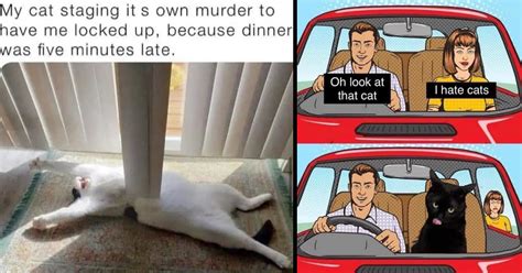 Weekly Cat Memes Full of Feline Funny (March 15, 2023) - Memebase - Funny Memes