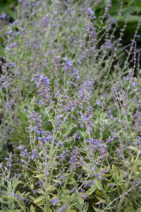 Bluesette Russian Sage (Perovskia atriplicifolia 'Bluesette') in Williamsville, New York (NY) at ...