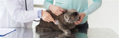 Cat Stroke - Prevention, Signs and Treatment | My Pet Needs That