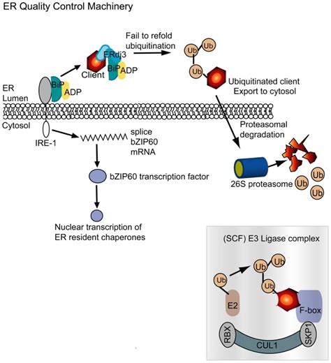 Cellular chaperones and folding enzymes are vital contributors to membrane bound replicaiton and ...