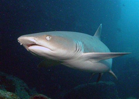 Public Domain Photos and Images: Whitetip reef shark - Triaenodon obesus