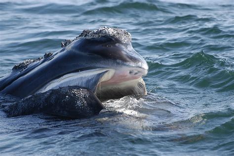 North Atlantic Right Whale Habitat