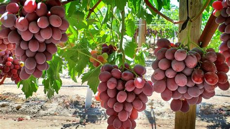 Researchers develop two new grape varieties