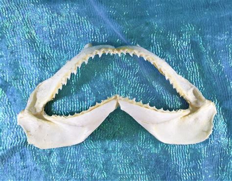 W27 Taxidermy Common Spinner 6 To7 1/2 Shark Jaw Teeth | Etsy