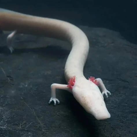 The Olm, A blind cave salamander : r/minecraftsuggestions