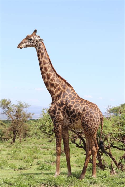 Giraffe Facts for Kids - Preschool Inspirations