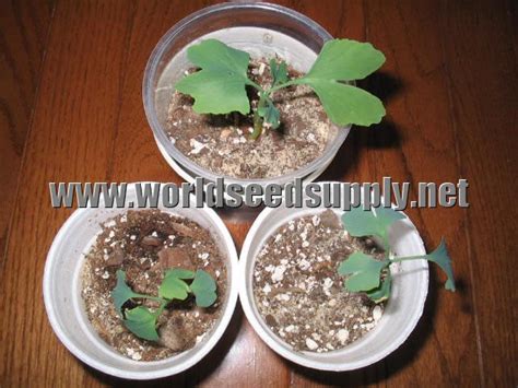 World Seed Cultivation Database: Germination Instructions for Ginkgo Biloba