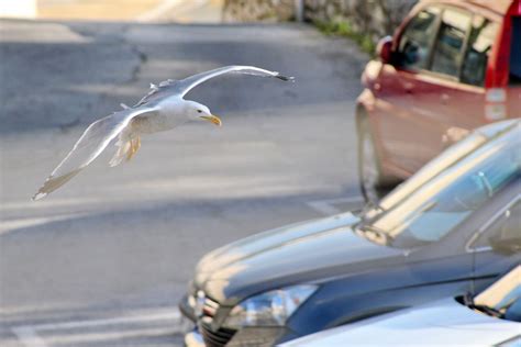 Seagull | A Seagull landing on a car. | phoenixgib | Flickr