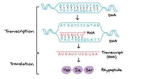 From DNA to Protein - OBEN Science 7E