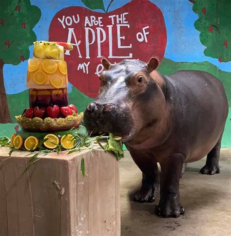 Fiona the Hippo Celebrates Her 4th Birthday With a Giant Fruit Cake at ...