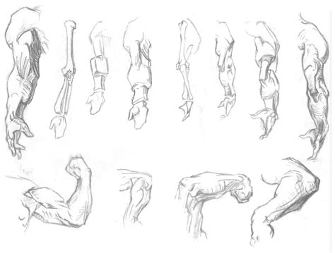 Arm sketches by StokesworthSteele on DeviantArt