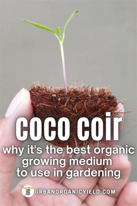 Coco Coir Potting Soil | Coir, How to dry basil, Coco