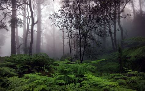 Rain Wallpapers - Wallpaper Cave