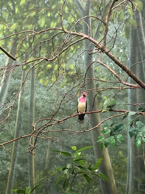 A Dinosaur A Day: Here are some photos of dinosaurs from the Zoo...