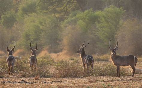 Definitive Guide To Waterbuck Facts, Habitat, Conservation Status, Zoo Populations, Pictures On ...