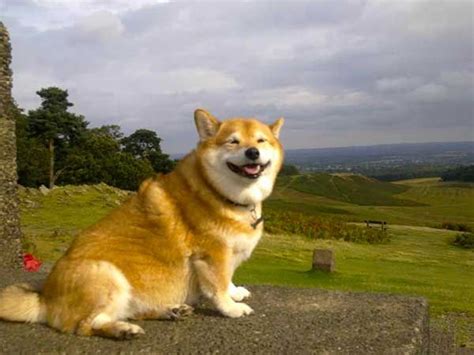 The Corgi Shiba Inu Mix is Adorable, But Is It Desirable? | Tiere