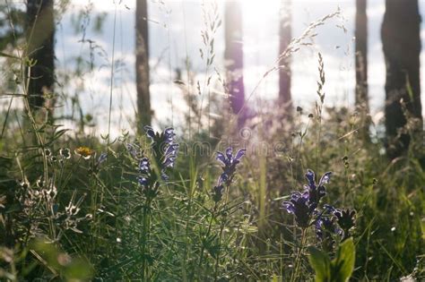 Plants and Flowers in a Forest Glade Stock Image - Image of light ...