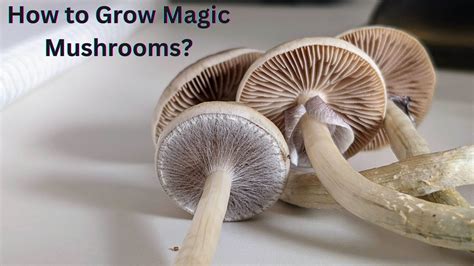 A Step-by-Step Guide to Magic Mushroom Cultivation | Apotheca