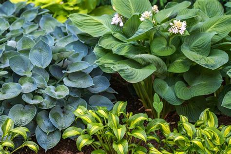 20 Low-Maintenance Perennials for Shade Gardens