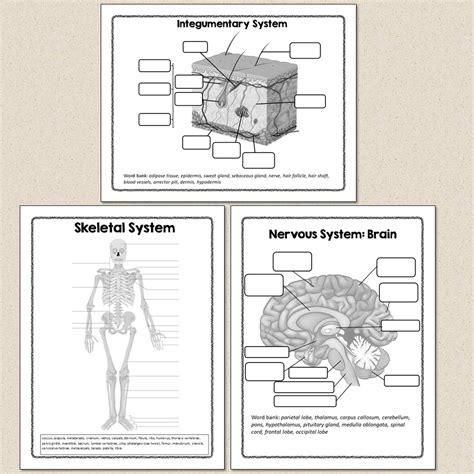 Human Body Systems Diagrams - Suburban Science - Worksheets Library