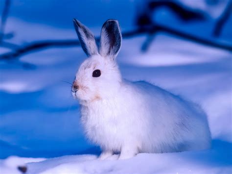 Arctic Animal, Rabbit, White Animal Wallpaper, 2001x1419, Hd Image, Picture, Jwt1ya