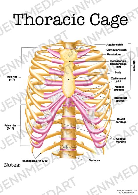 Thoracic Cavity Blank Diagram