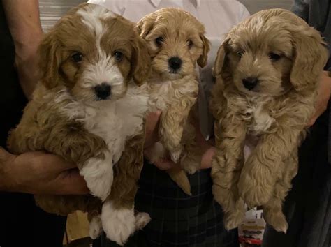 Gorgeous Teddybear Cavapoo puppies | in Peterborough, Cambridgeshire ...